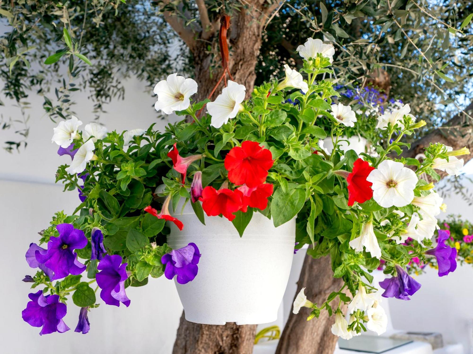 Villa Del Capo Suites Rhodes City Exterior foto